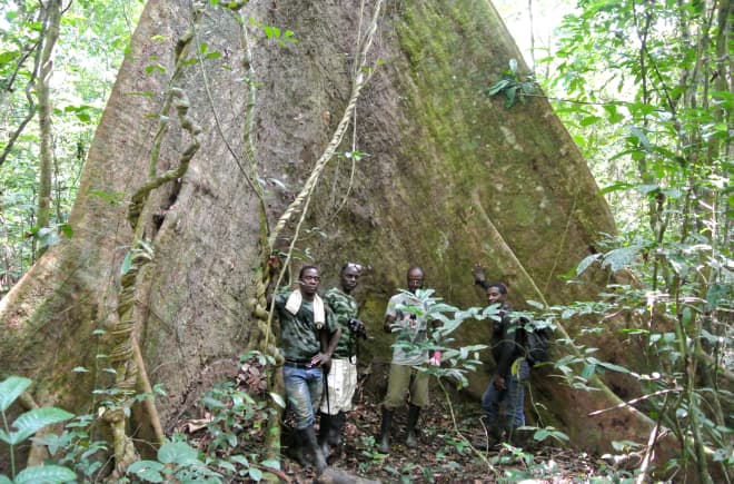 Medewerkers van de Wild Chimpanzee Foundation (WCF) en ecoguards staan voor een machtige boom in het Sapo Nationaal Park, Liberia