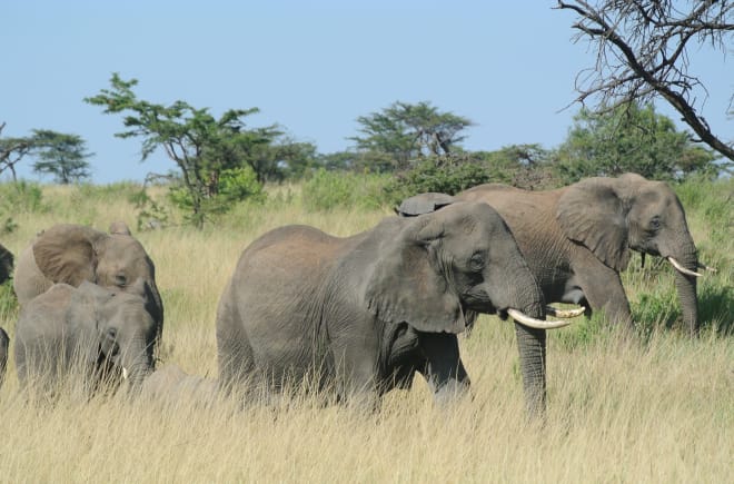 Kudde olifanten in de Serengeti