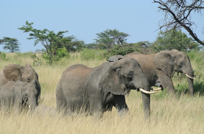 Kudde olifanten in de Serengeti