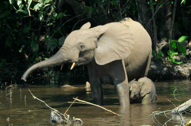Bosolifant met jong