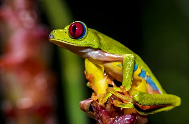 Een kleurrijke roodoogmakikikker zit op een bloem