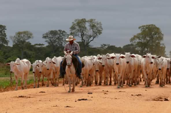 Rundvee in Mato Grosso