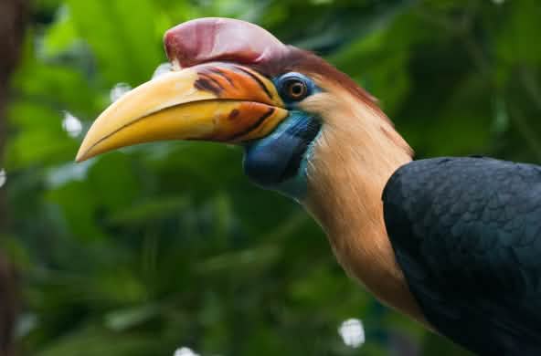 Sulawesi-jaarvogel