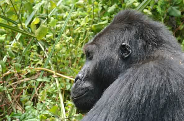 Een oostelijke laaglandgorilla in het Kahuzi-Biega National Park