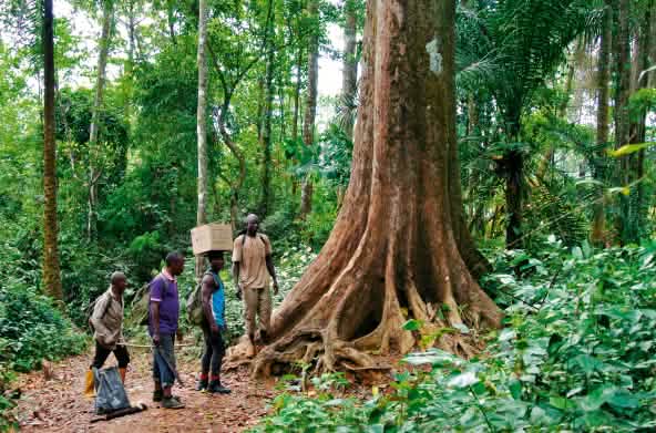 Ecoguards in het regenwoud Cross River in Nigeria