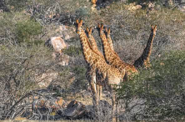 Giraffen