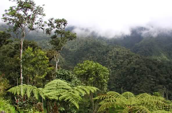 Met wolken bedekt bergregenwoud in de regio Intag in het noorden van Ecuador