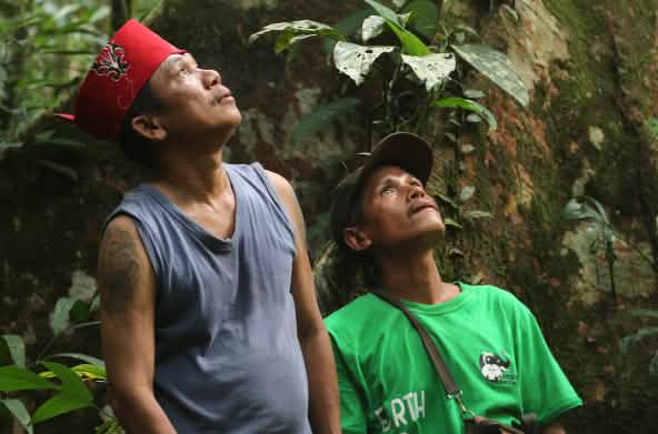 Inheemse Dayak Tomun in het Kinipan-bos