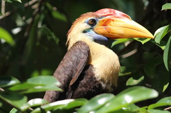 Temmincks neushoornvogel (Indonesië)