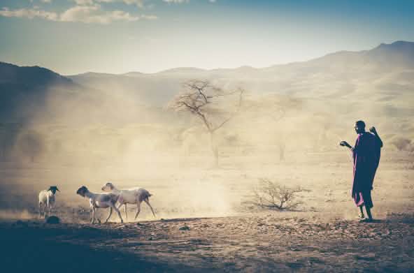 Veehouder in Tanzania, Masai