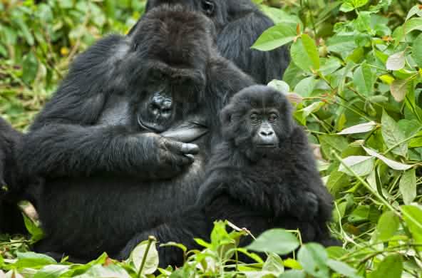 Gorilla met jongen