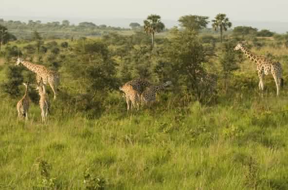 Giraffen in het nationaal park Murchison Falls, Uganda