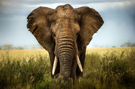 Olifant in de savanne