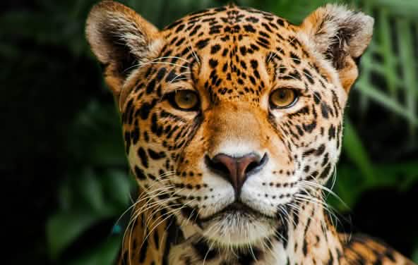 Jaguar in Indio Maíz Reserva Biologica, Nicaragua