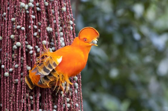 Oranje rotshaan
