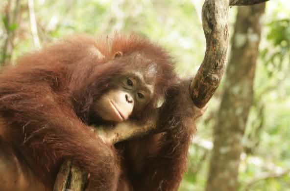 Orang-oetan in Centraal-Kalimantan, Borneo