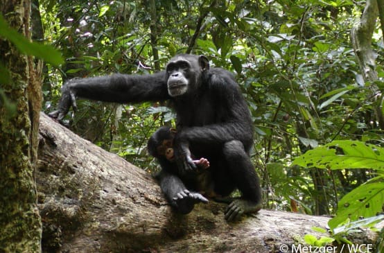 Chimpansee in het Nationaal Park