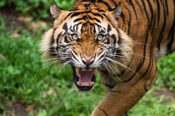 Sumatraanse tijger