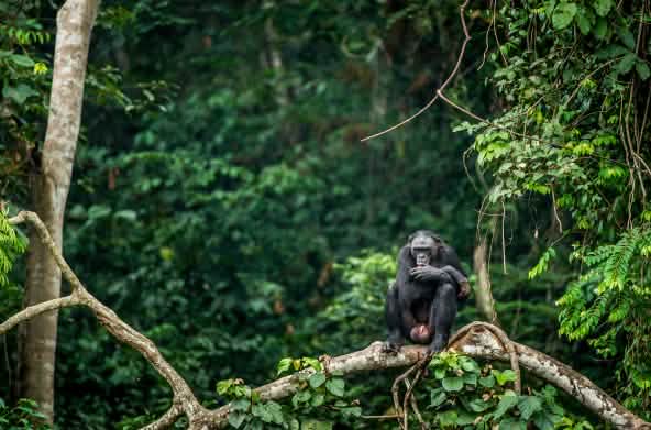 Bonobo's op een tak van een boom in Congo
