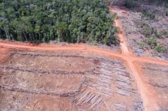 Uit vogelvlucht: Gekapt regenbos voor een palmolieplantage van het bedrijf Korindo in Papua, Indonesië