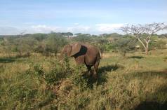 Olifant in Tanzania