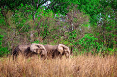 Afrikaanse olifanten in het Mole Nationalpark, Ghana