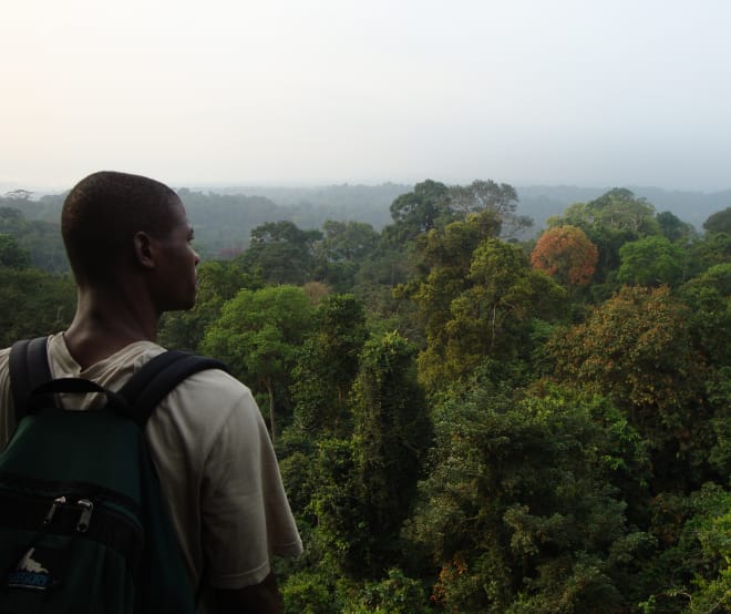 Regenwoud ten zuiden van het Korup National Park, Kameroen