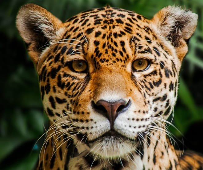 Jaguar in Indio Maíz Reserva Biologica, Nicaragua