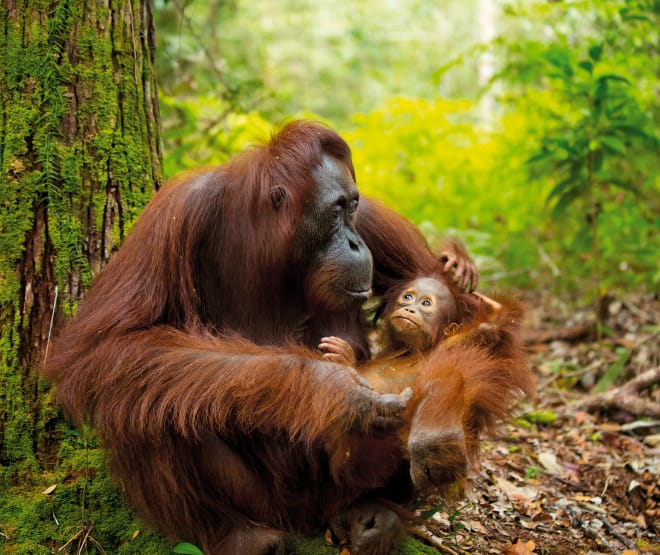 Orang-oetan met baby