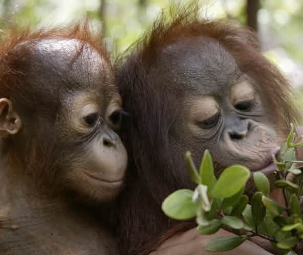 Twee orang-oetan-jongen spelen met een tak