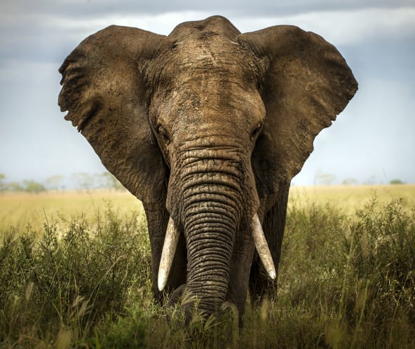 Olifant in de savanne