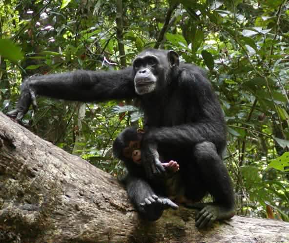 Chimpansee in het Nationaal Park
