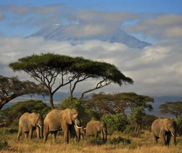 Olifanten onder een boom op de savanne