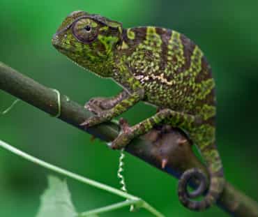 Kameleon in het Atewa-bos, Ghana