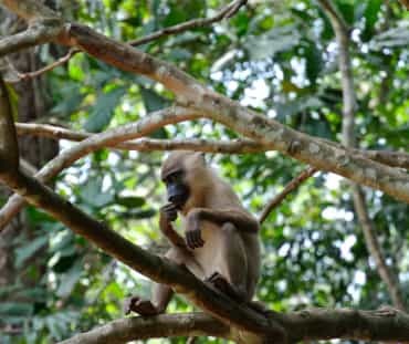 Primaat op een boom