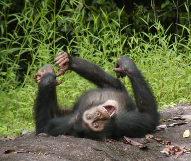 Chimpansees leven in intacte regenwouden. Ze kunnen alleen worden beschermd met behulp van de bevolking Jonge chimpansee