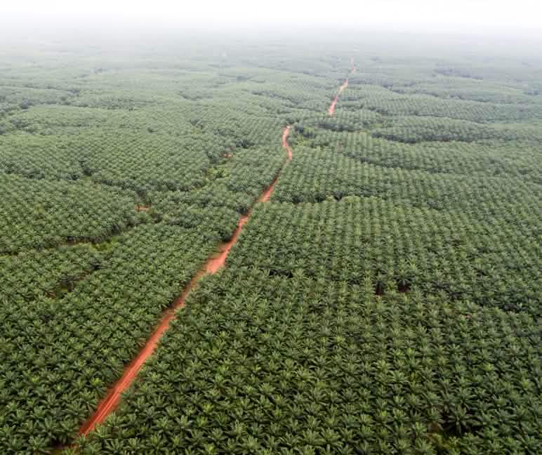 Palmolieplantage van Korindo in het zuidoosten van Papoea Palmolieplantage van het bedrijf Korindo