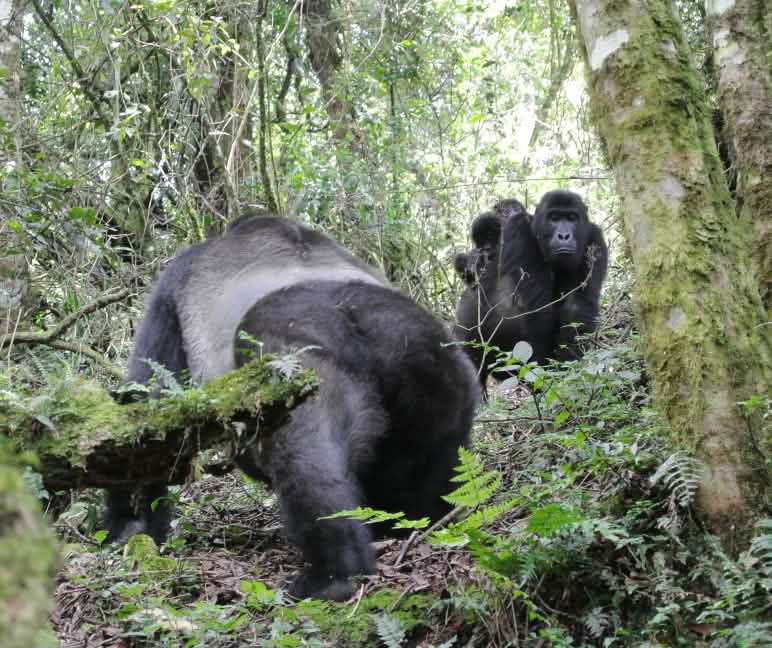 Gorilla’s met tweelingen zijn uitermate zeldzaam Oostelijke laaglandgorilla’s met tweelingen in het Kahuzi-Biega National Park