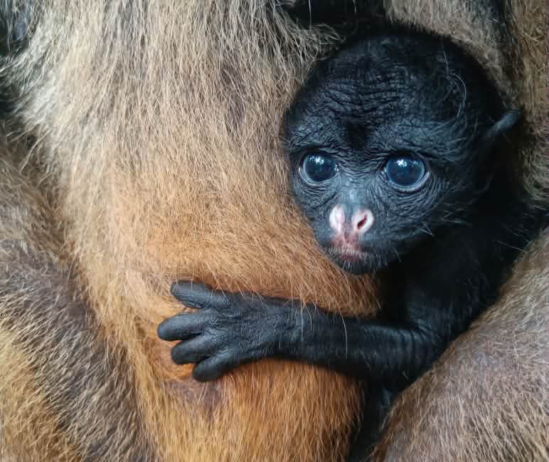 De witbuikslingeraap-baby Libertad is geboren bij amaZOOnico en moet later vrij worden gelaten in het wild Een baby van een witbuikslingeraap kijkt vanuit de vacht van zijn moeder