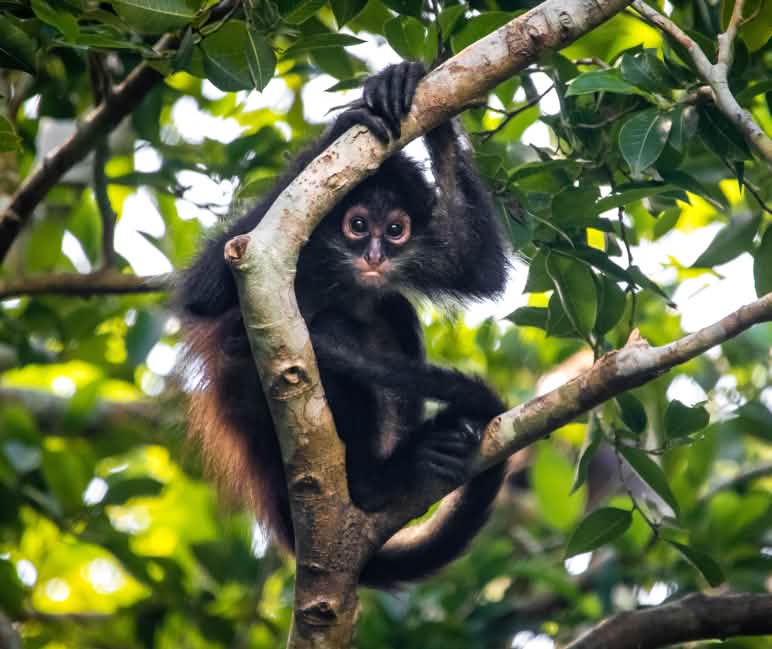 In het bergregenwoud in het noorden van Ecuador leeft de met uitsterven bedreigde bruinkopslingeraap Een bruinkopslingeraap houdt zich vast aan een tak