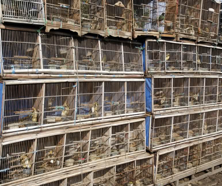 Gevangen vogels op een vogelmarkt in Jakarta Vogelmarkt in Jakarta