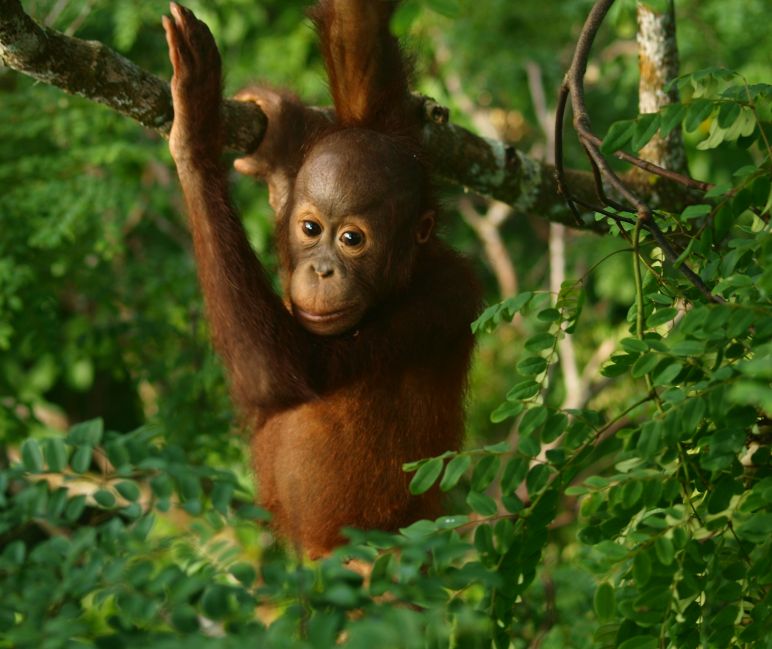 Het regenwoud is de habitat van de laatste orang-oetans – als het bos verdwijnt, verliezen zij hun leefgebied. Orang-oetan-baby in het regenwoud.