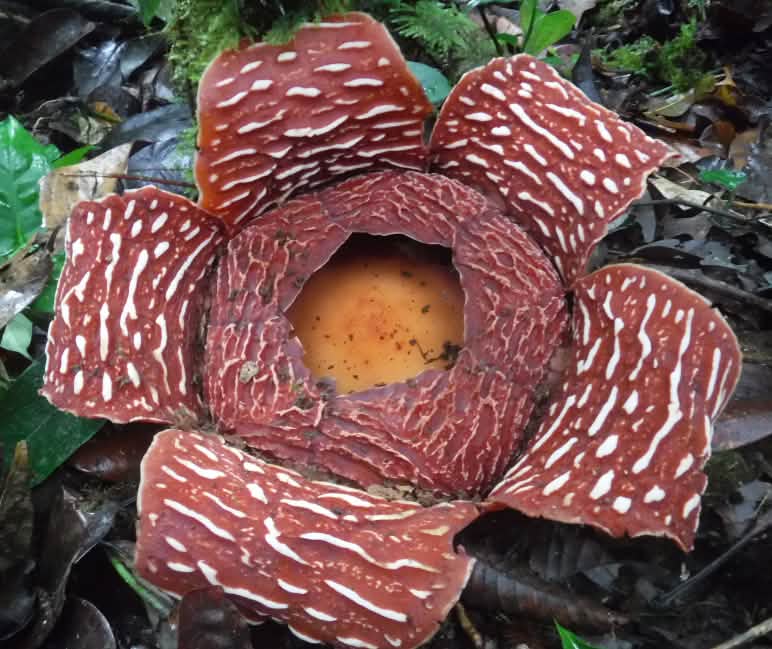 De Rafflesia is de grootst bekende bloem op aarde en stinkt naar rottend dier. Rafflesia-bloem