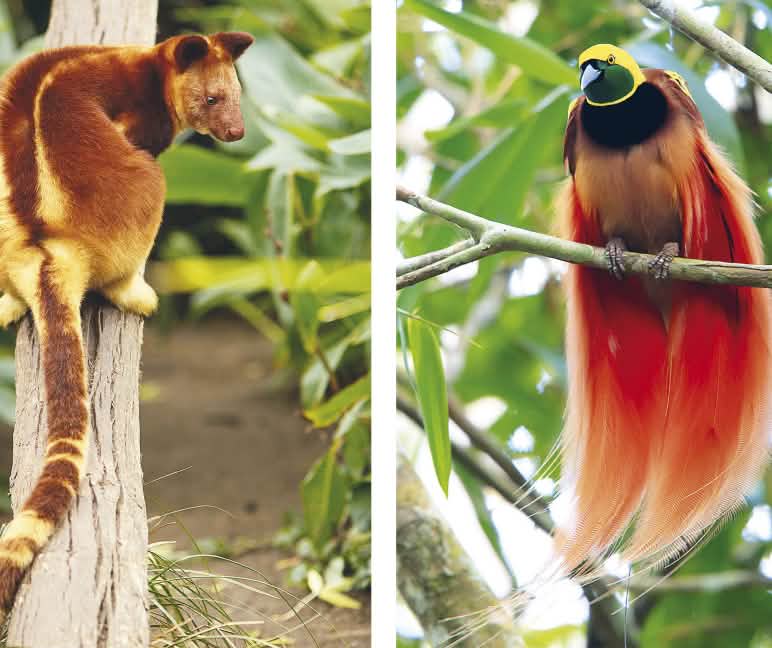 Boomkangoeroe en paradijsvogel Collage van de soortenrijkdom in Papoea