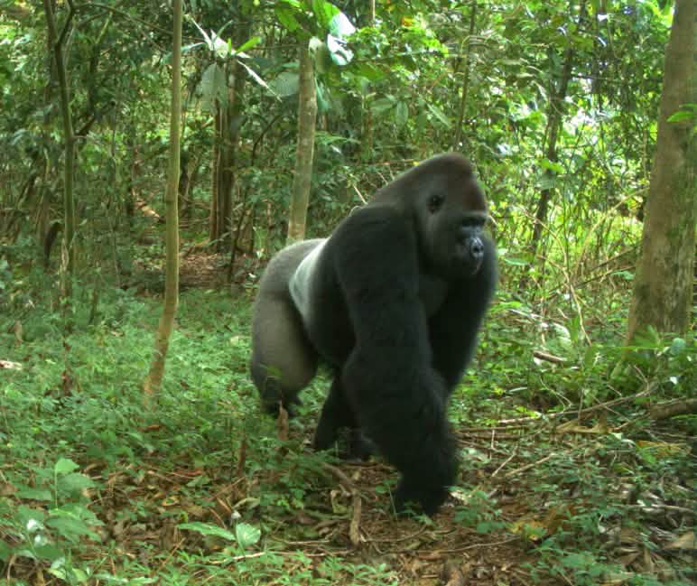 Cross-River-gorilla's zijn een ondersoort van de mensapen met de kleinste populatie van enkele honderden dieren. Cross River gorilla