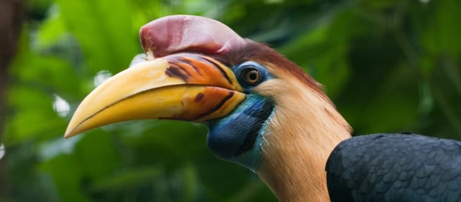 Sulawesi-jaarvogel