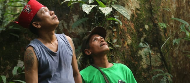 Inheemse Dayak Tomun in het Kinipan-bos