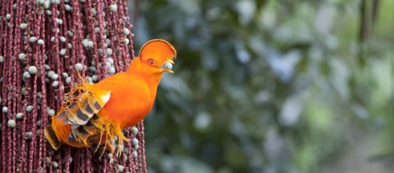 Oranje rotshaan