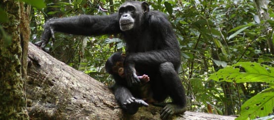 Chimpansee in het Nationaal Park
