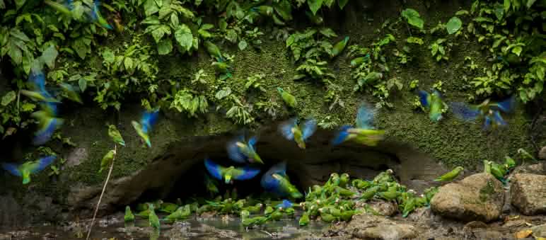 Papegaaien in het Yasuní Nationaal Park